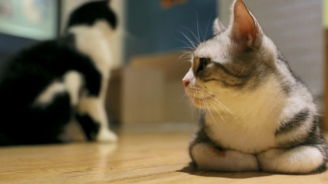 猫咪时光