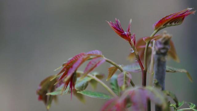 春之味：只有香如故