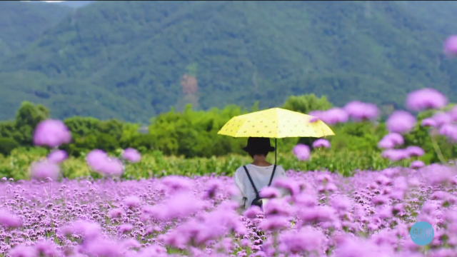 富阳花海