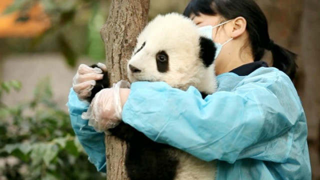 熊猫妈妈