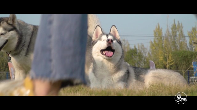 萌犬医生