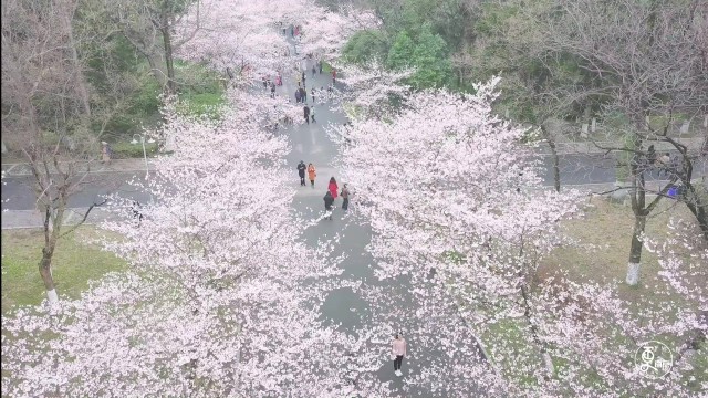 金陵樱